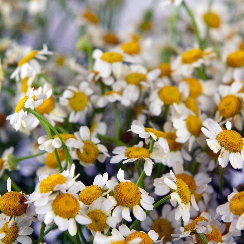 Small white flowers with golden yellow centres